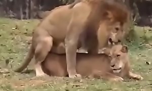 o miguel tentando meter o micropenis na leoa e ela nem sente