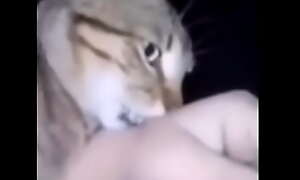 Cat grabs the arm of a Chilean the epic wea